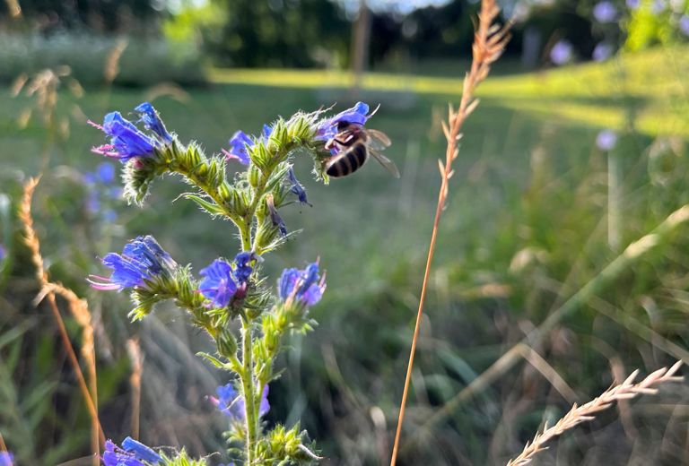 Natura negli insediamenti urbani